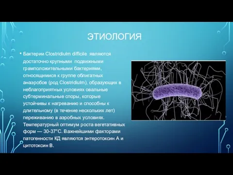 ЭТИОЛОГИЯ Бактерии Clostridiulm difficile являются достаточно крупными подвижными грамположительными бактериями, относящимися к