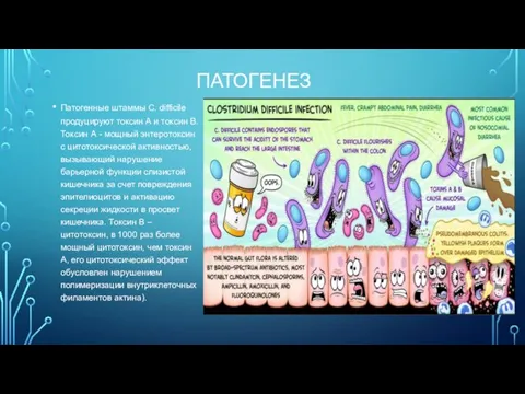 ПАТОГЕНЕЗ Патогенные штаммы C. difficile продуцируют токсин А и токсин В. Токсин