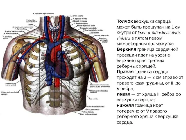 Толчок верхушки сердца может быть прощупан на 1 см кнутри от linea