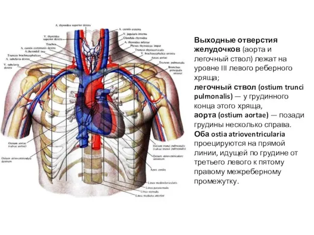 Выходные отверстия желудочков (аорта и легочный ствол) лежат на уровне III левого
