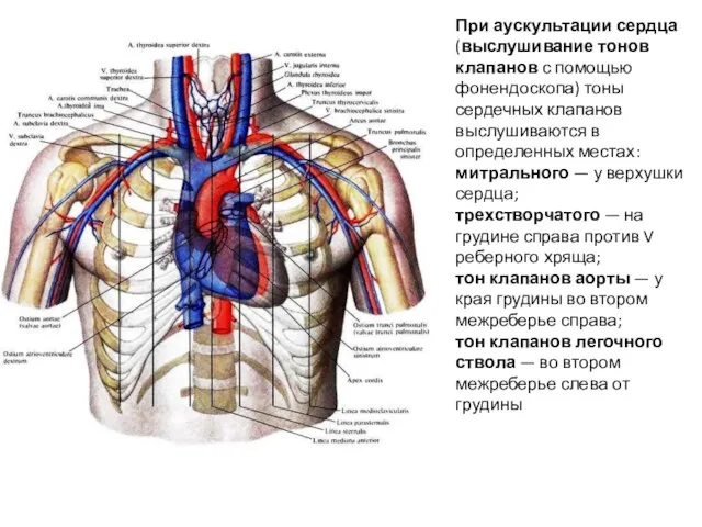 При аускультации сердца (выслушивание тонов клапанов с помощью фонендоскопа) тоны сердечных клапанов
