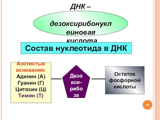 ДНК – дезоксирибонуклеиновая кислота Состав нуклеотида в ДНК Азотистые основания: Аденин (А)