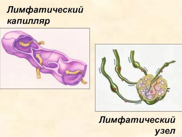 Лимфатический капилляр Лимфатический узел