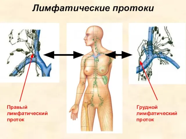 Лимфатические протоки Правый лимфатический проток Грудной лимфатический проток
