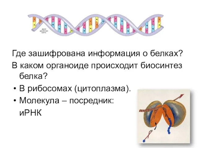 Где зашифрована информация о белках? В каком органоиде происходит биосинтез белка? В