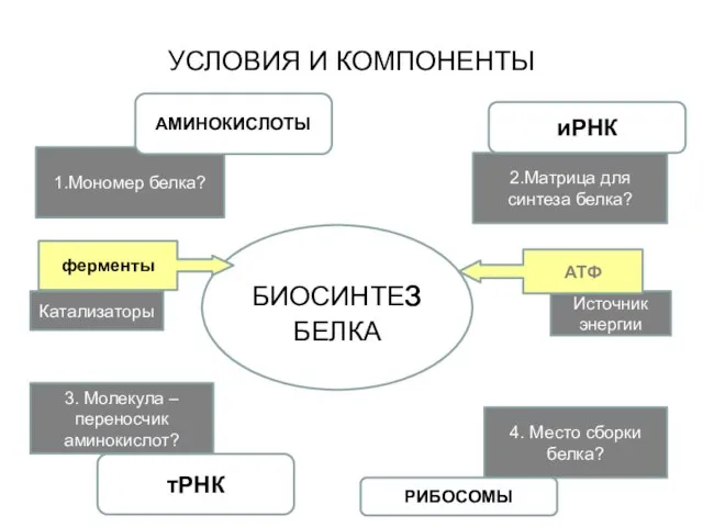 4. Место сборки белка? РИБОСОМЫ 3. Молекула – переносчик аминокислот? тРНК 2.Матрица