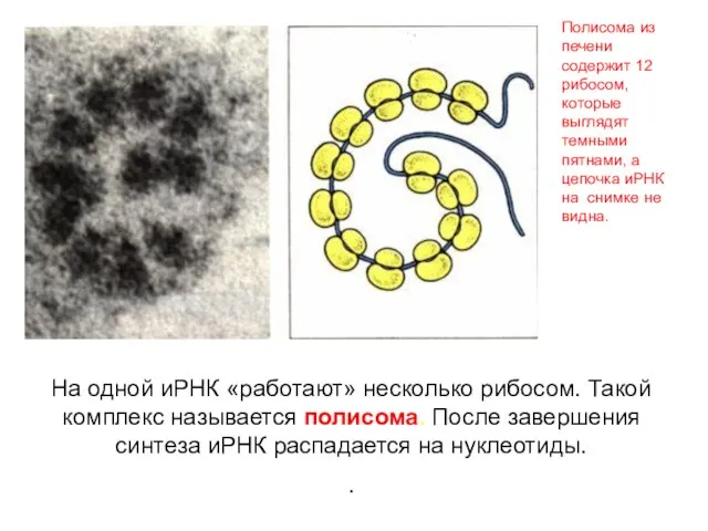 На одной иРНК «работают» несколько рибосом. Такой комплекс называется полисома. После завершения