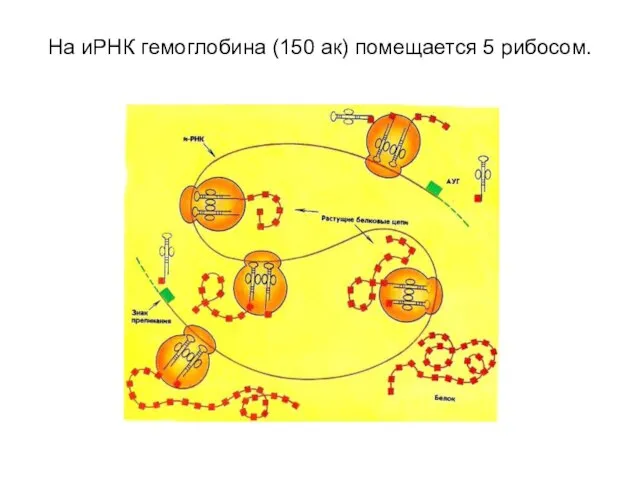 На иРНК гемоглобина (150 ак) помещается 5 рибосом.