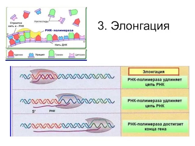 3. Элонгация