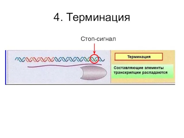 4. Терминация Стоп-сигнал