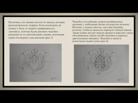 Чешуйки утолщённые; широко ромбовидные; крупные; с небольшим белым полукругом на конце. Кончики