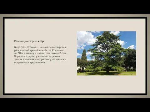 Рассмотрим дерево кедр. Кедр (лат. Cedrus) — вечнозеленое дерево с раскидистой кроной