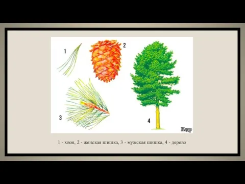 1 - хвоя, 2 - женская шишка, 3 - мужская шишка, 4 - дерево