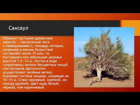 Саксаул Образует пустынно-древесные заросли — саксаульные леса («саксаульники»), площадь которых, например в