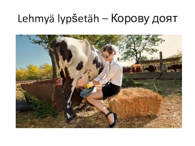 Lehmyä lypšetäh – Корову доят
