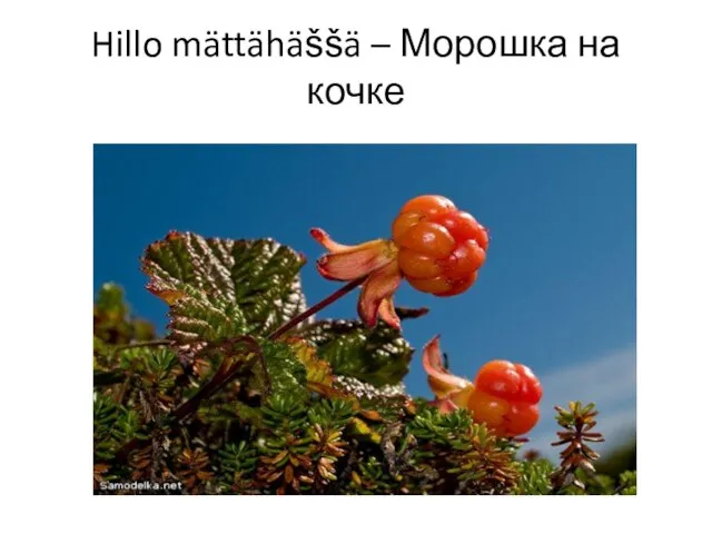 Hillo mättähäššä – Морошка на кочке