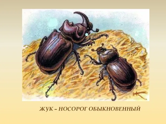 ЖУК – НОСОРОГ ОБЫКНОВЕННЫЙ