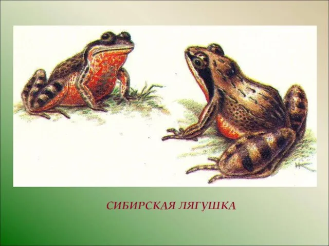 СИБИРСКАЯ ЛЯГУШКА