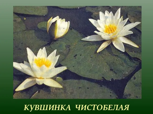 КУВШИНКА ЧИСТОБЕЛАЯ