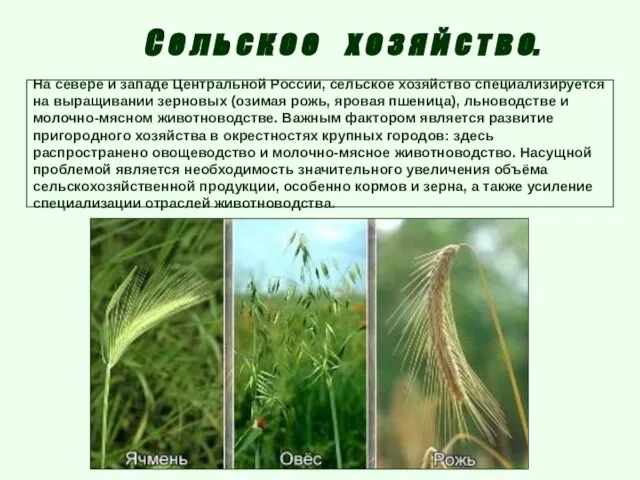 На севере и западе Центральной России, сельское хозяйство специализируется на выращивании зерновых