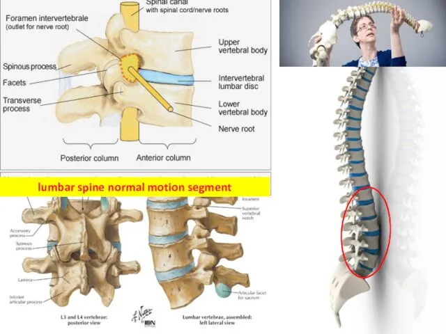 lumbar spine normal motion segment