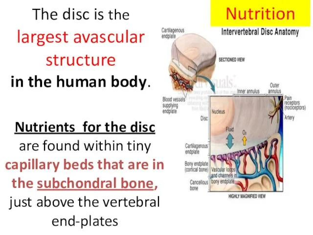 The disc is the largest avascular structure in the human body. Nutrition