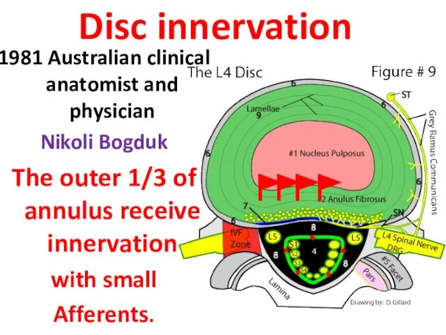 Disc innervation 1981 Australian clinical anatomist and physician Nikoli Bogduk The outer