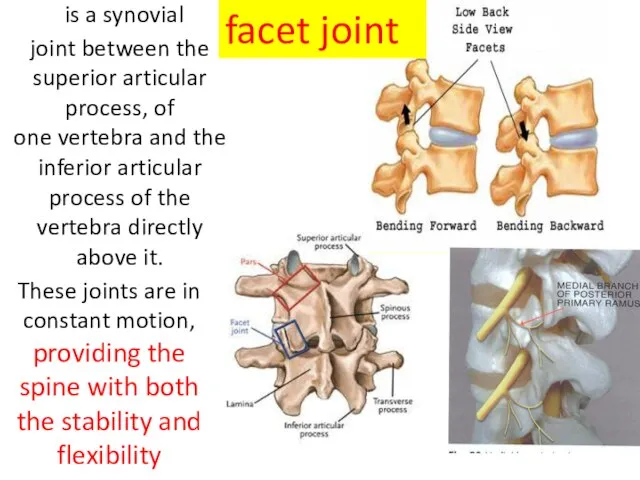 is a synovial joint between the superior articular process, of one vertebra