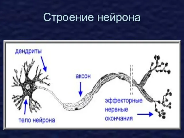 Строение нейрона