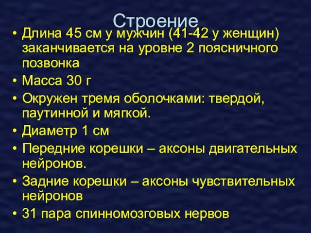 Строение Длина 45 см у мужчин (41-42 у женщин) заканчивается на уровне