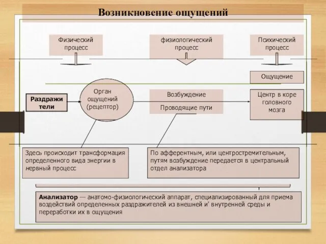 Возбуждение Проводящие пути Возникновение ощущений Раздражители физиологический процесс Орган ощущений (рецептор) Психический