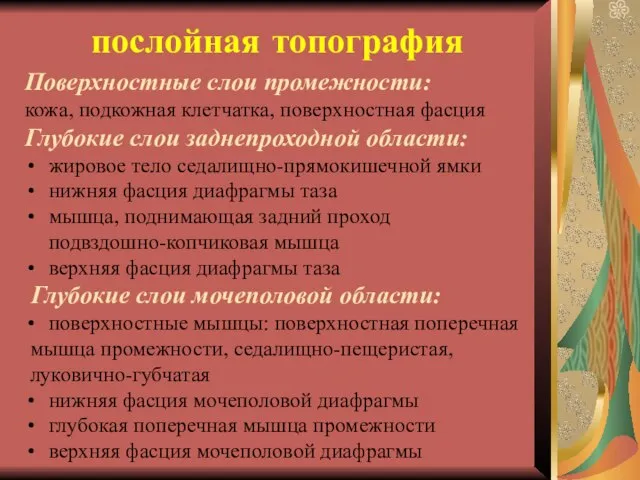 послойная топография Поверхностные слои промежности: кожа, подкожная клетчатка, поверхностная фасция Глубокие слои