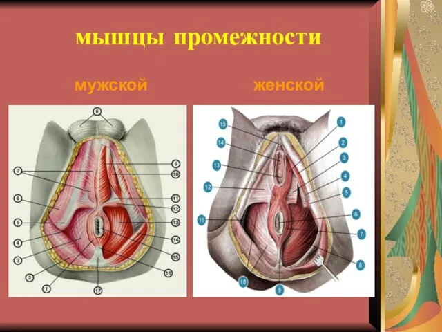 мышцы промежности мужской женской