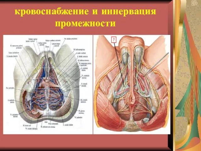 кровоснабжение и иннервация промежности