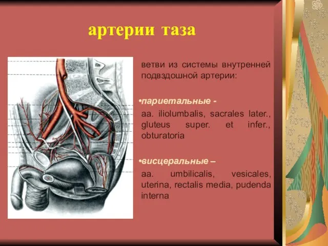 артерии таза ветви из системы внутренней подвздошной артерии: париетальные - aa. iliolumbalis,