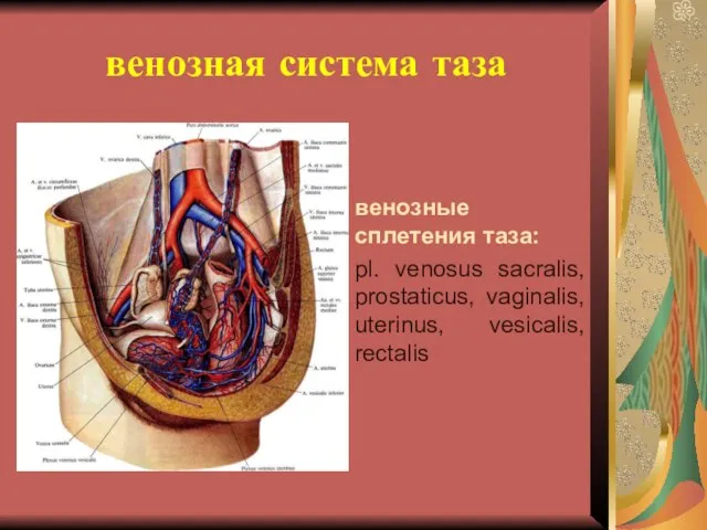 венозная система таза венозные сплетения таза: pl. venosus sacralis, prostaticus, vaginalis, uterinus, vesicalis, rectalis