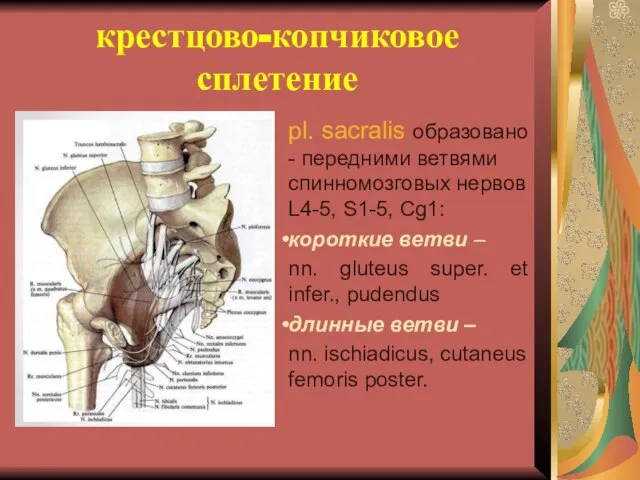 крестцово-копчиковое сплетение pl. sacralis образовано - передними ветвями спинномозговых нервов L4-5, S1-5,