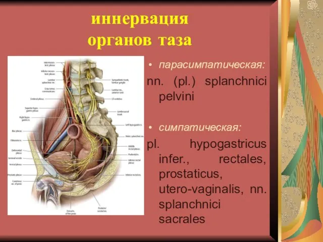 иннервация органов таза парасимпатическая: nn. (pl.) splanchnici pelvini симпатическая: pl. hypogastricus infer.,