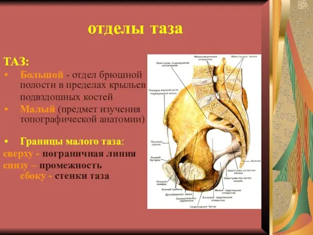 отделы таза ТАЗ: Большой - отдел брюшной полости в пределах крыльев подвздошных