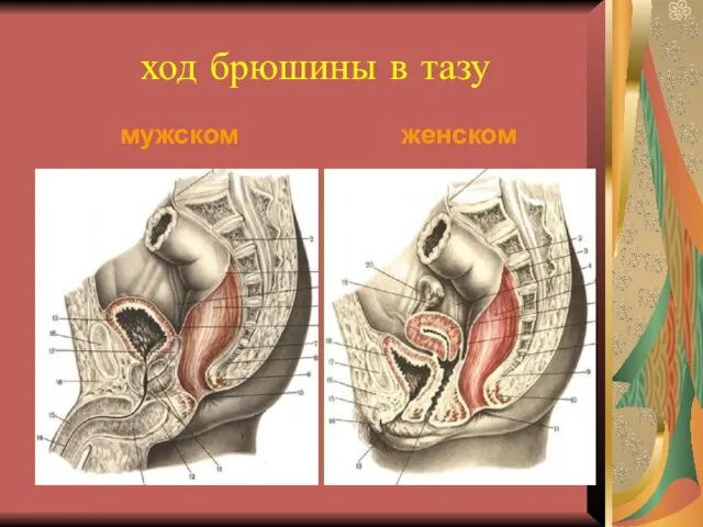 ход брюшины в тазу мужском женском