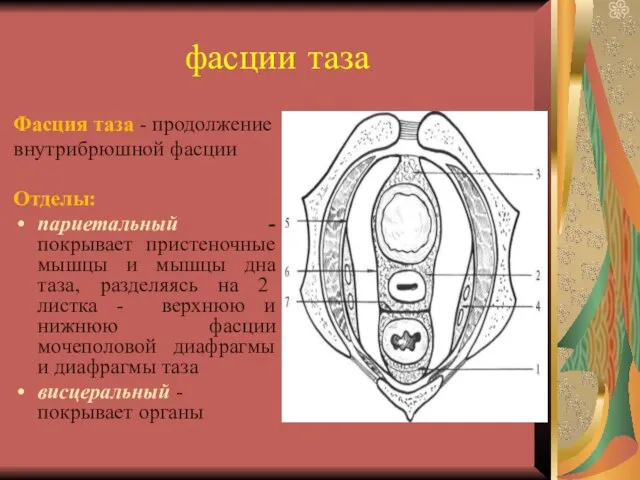 фасции таза Фасция таза - продолжение внутрибрюшной фасции Отделы: париетальный -покрывает пристеночные