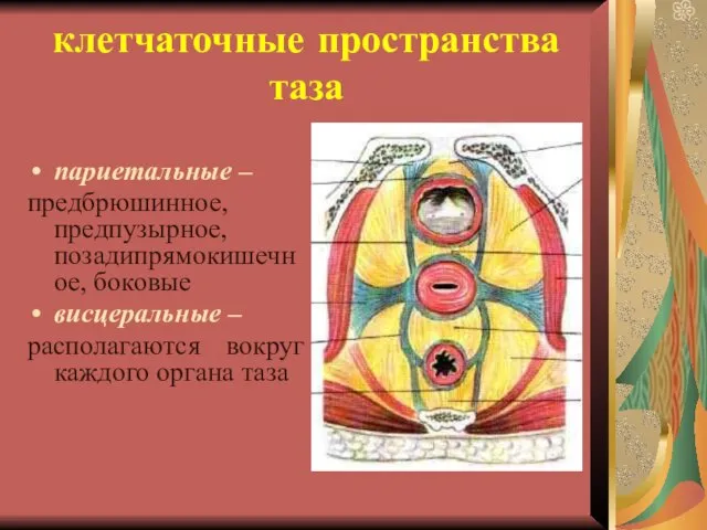 клетчаточные пространства таза париетальные – предбрюшинное, предпузырное, позадипрямокишечное, боковые висцеральные – располагаются вокруг каждого органа таза