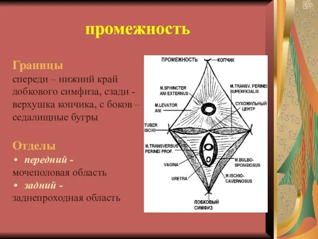 промежность Границы спереди – нижний край лобкового симфиза, сзади - верхушка копчика,