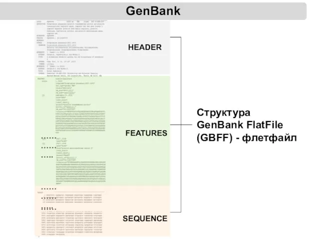 GenBank HEADER FEATURES SEQUENCE Структура GenBank FlatFile (GBFF) - флетфайл