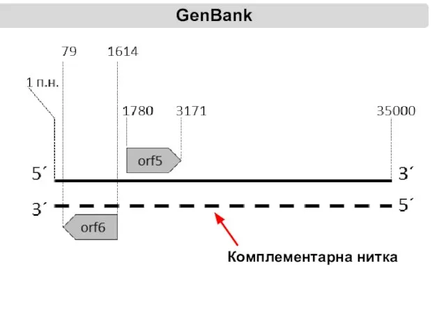 GenBank Комплементарна нитка