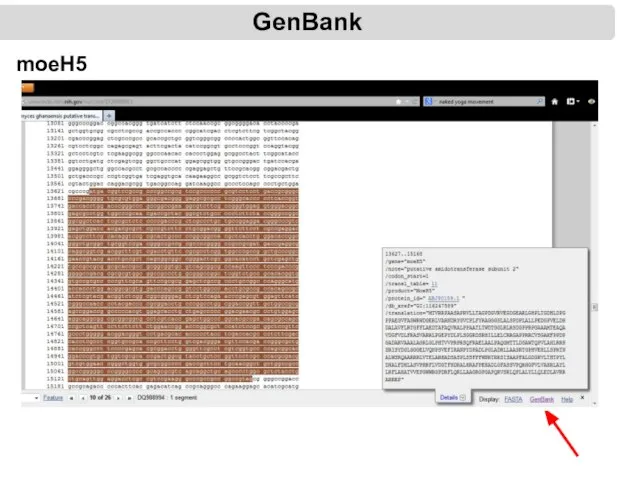 GenBank moeH5