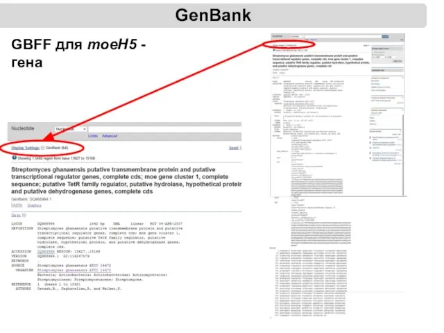 GenBank GBFF для moeH5 - гена