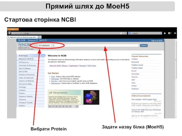 Прямий шлях до МоеН5 Стартова сторінка NCBI Вибрати Protein Задати назву білка (МоеН5)