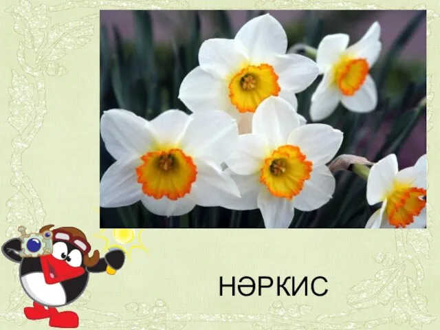 НӘРКИС