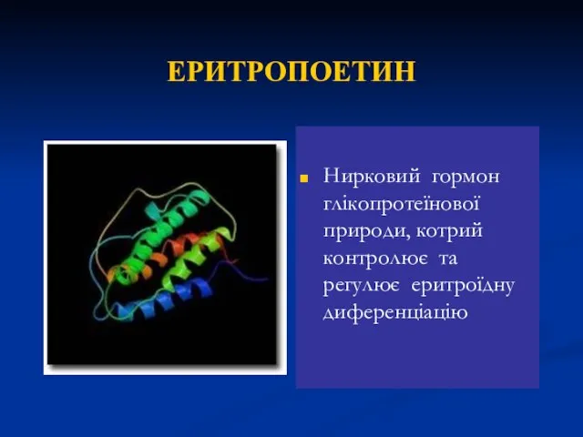 ЕРИТРОПОЕТИН Нирковий гормон глікопротеїнової природи, котрий контролює та регулює еритроїдну диференціацію